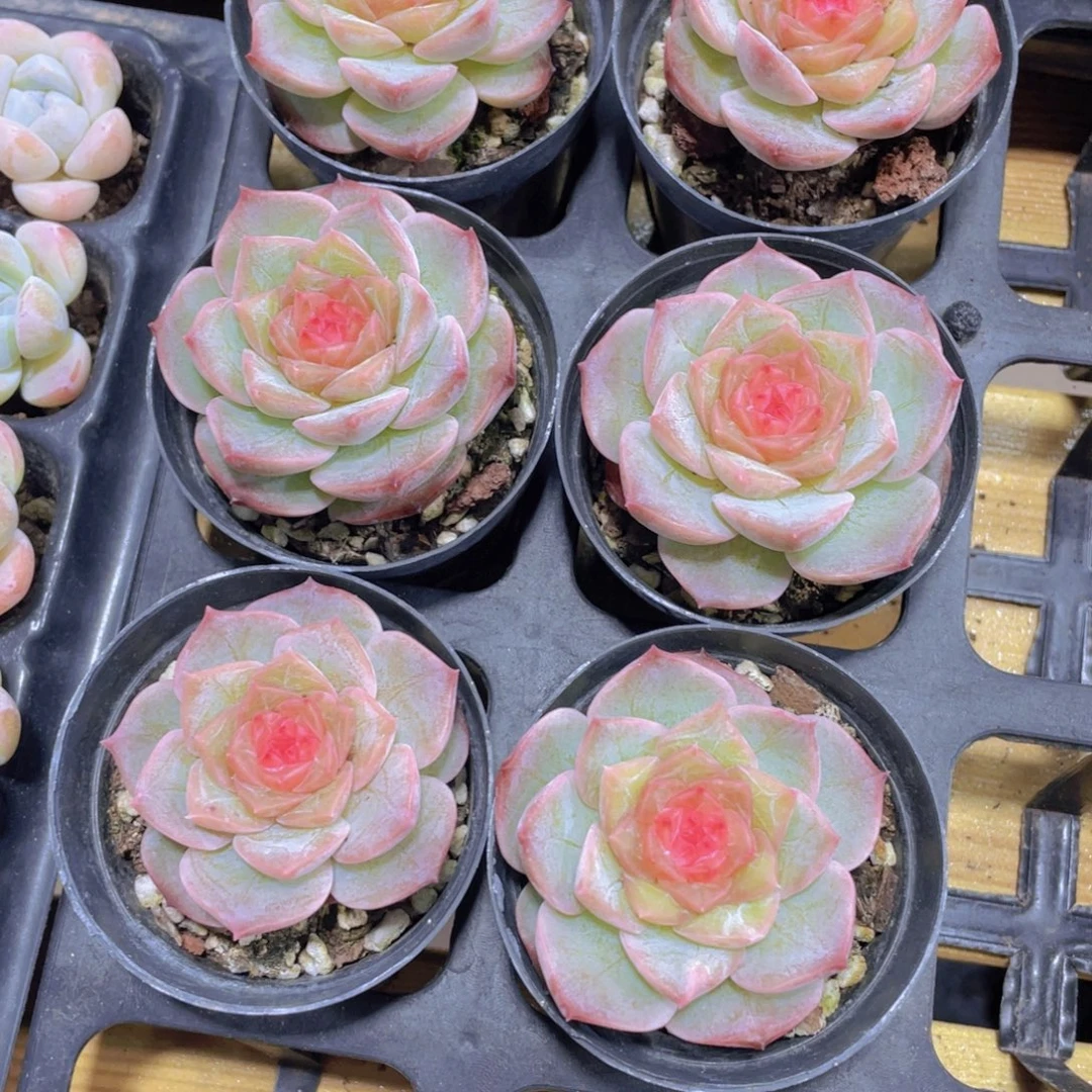 563号 玫瑰花宝石珍妮单头一个