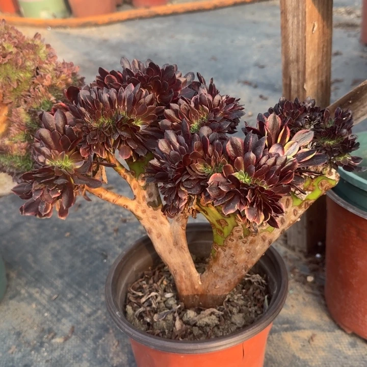 法师微瑕特价格款230