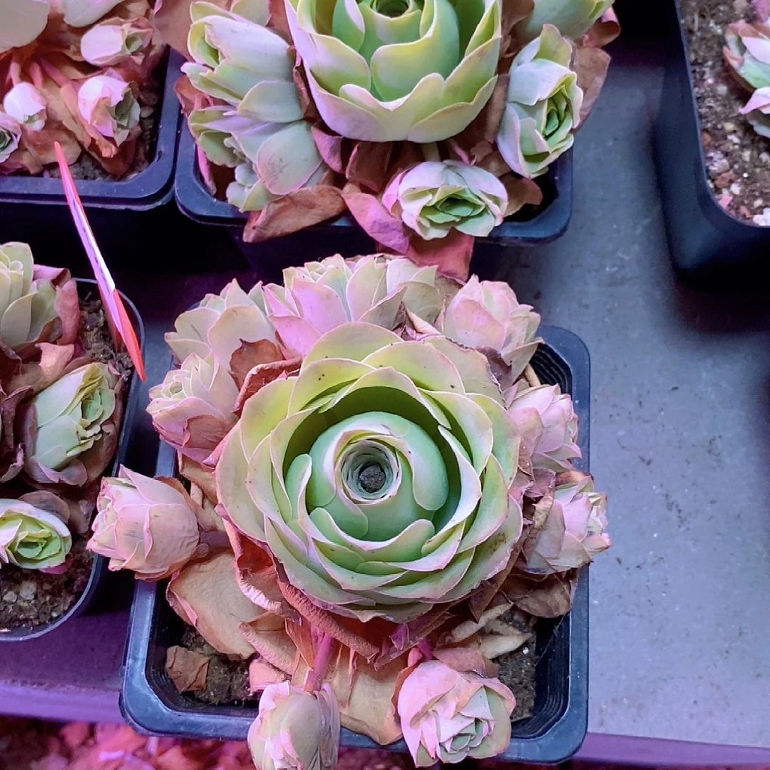 狼****山地玫瑰一物一拍426qqqqq