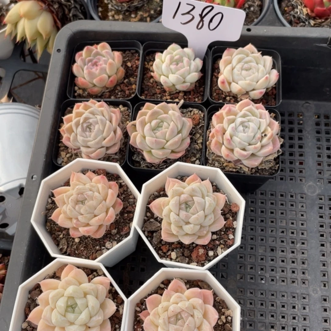 不包整散 盆子不售后1380