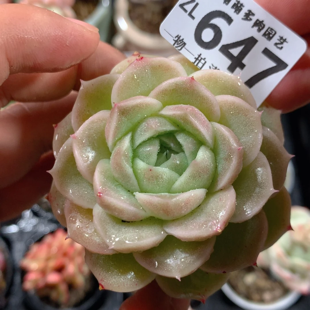 5CM拇指盆精控多肉ZL647