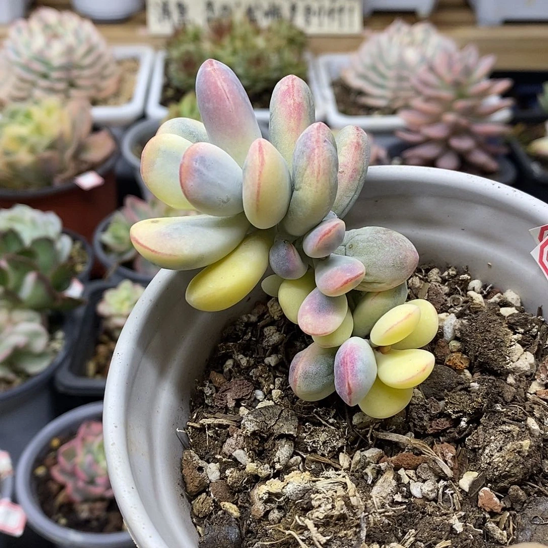 1845 乒乓福娘锦自然群 需延时发货