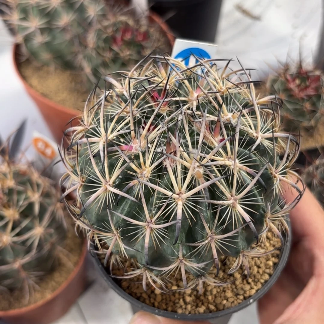 340实生虎爪带盆带土发货