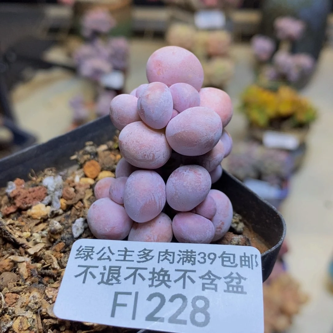 228橙奶多肉肉3c m