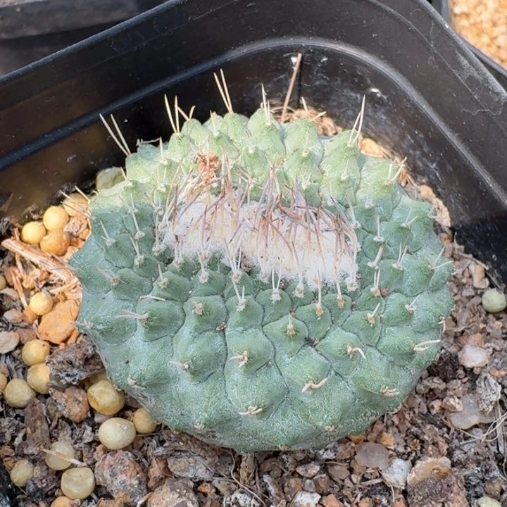 菊水缀化实生仙人球