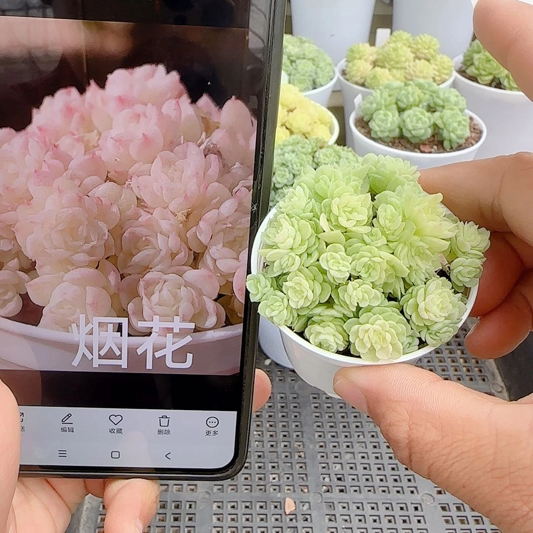 【闪购商品】0927-22烟花