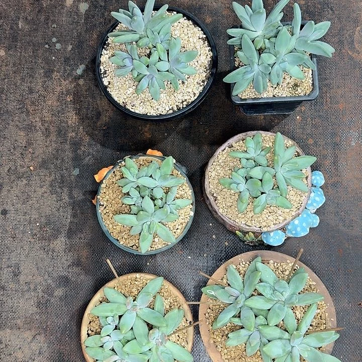企鹅多肉植物一颗