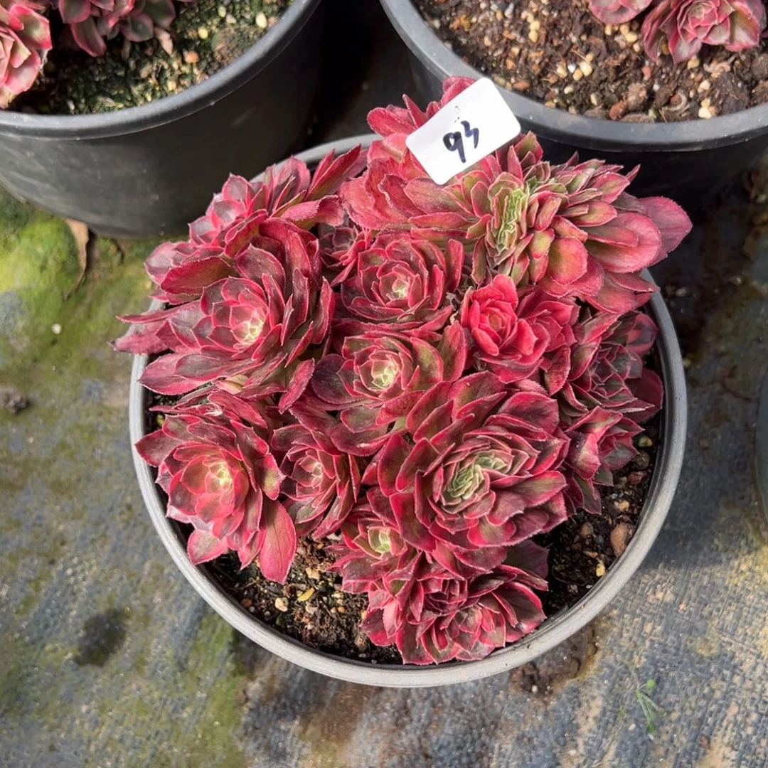 白***菊93黑魔锦八毛缀多肉洗澡了