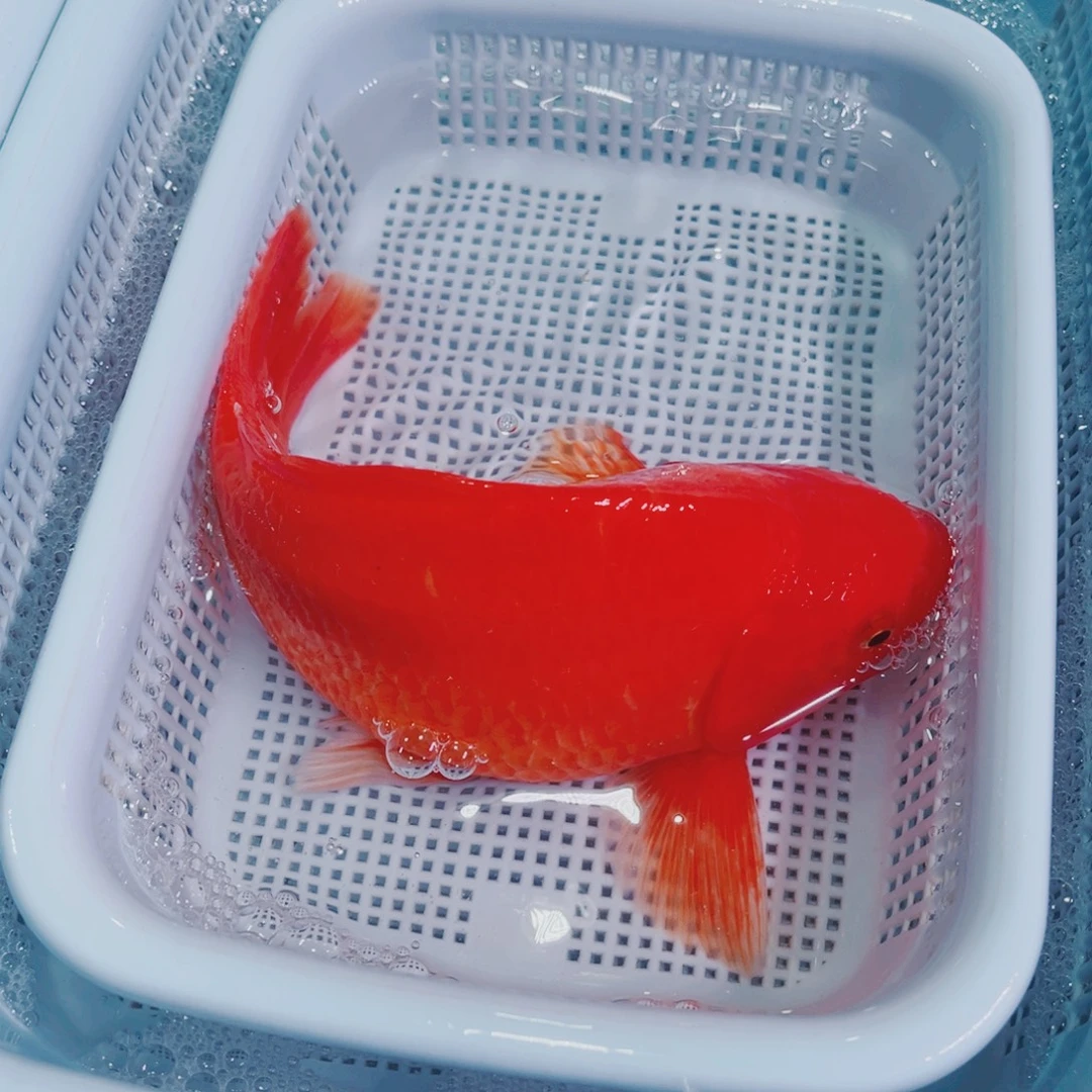 锦鲤锦鲤观赏鱼冷水126