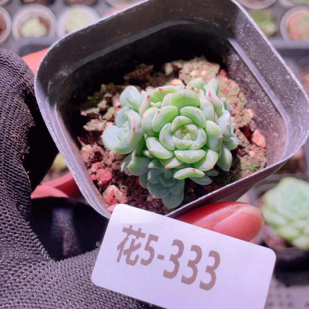 i***i花利美5-33新品珍妮