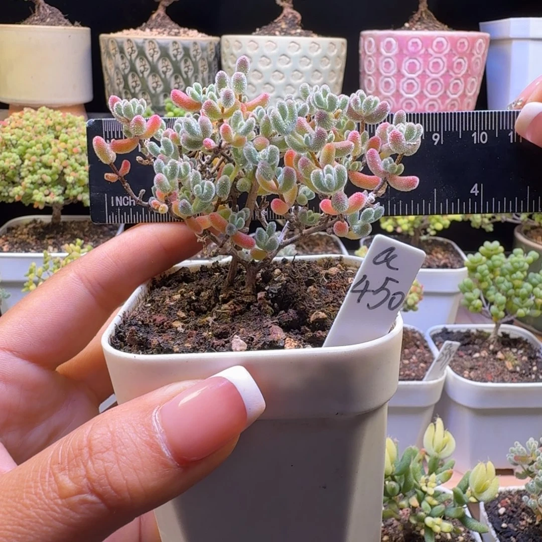 a450号冰晶冠服7厘米左右