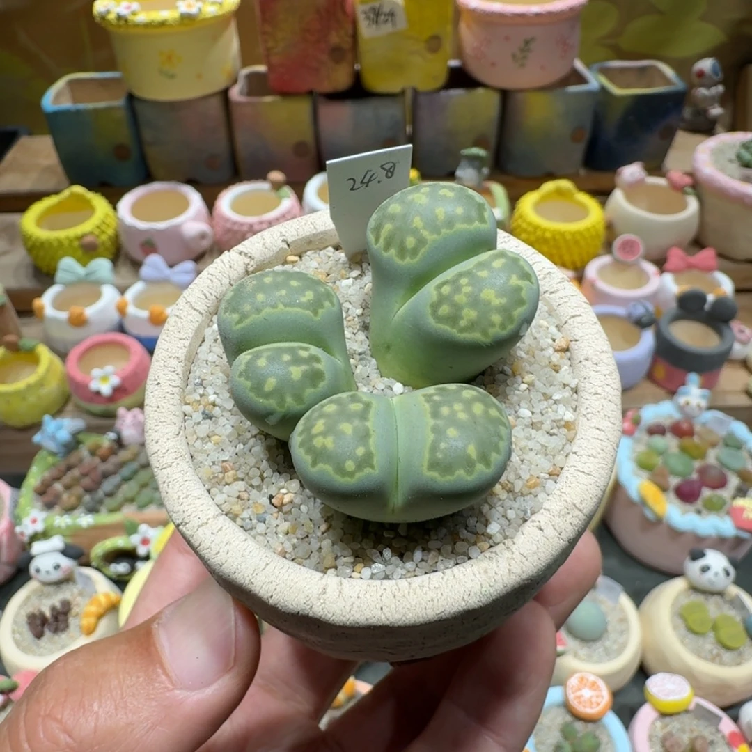 蘑菇1139绿饼多肉植物