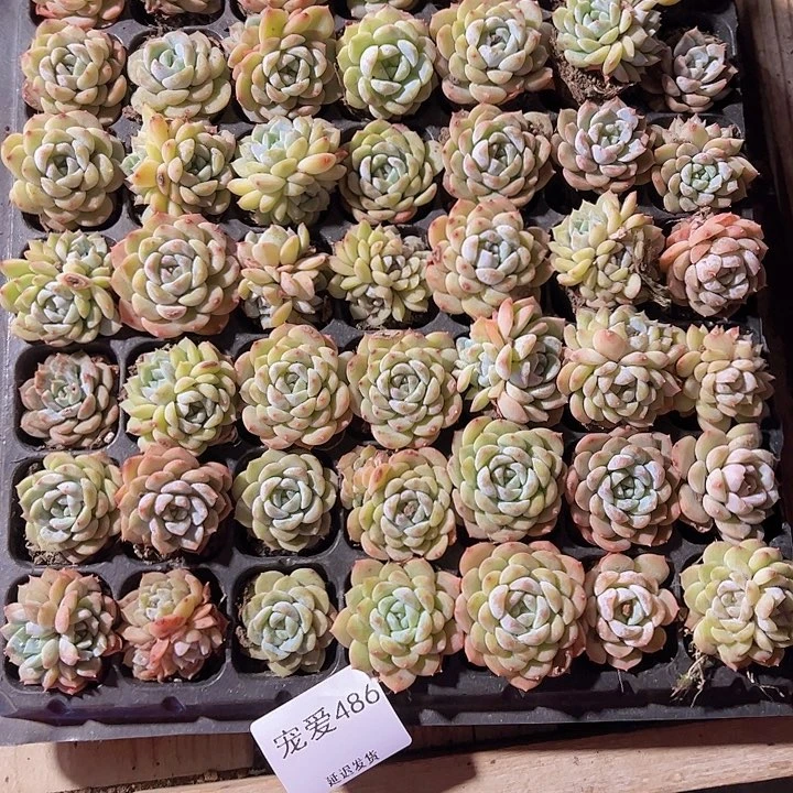 直播福利一物一拍486