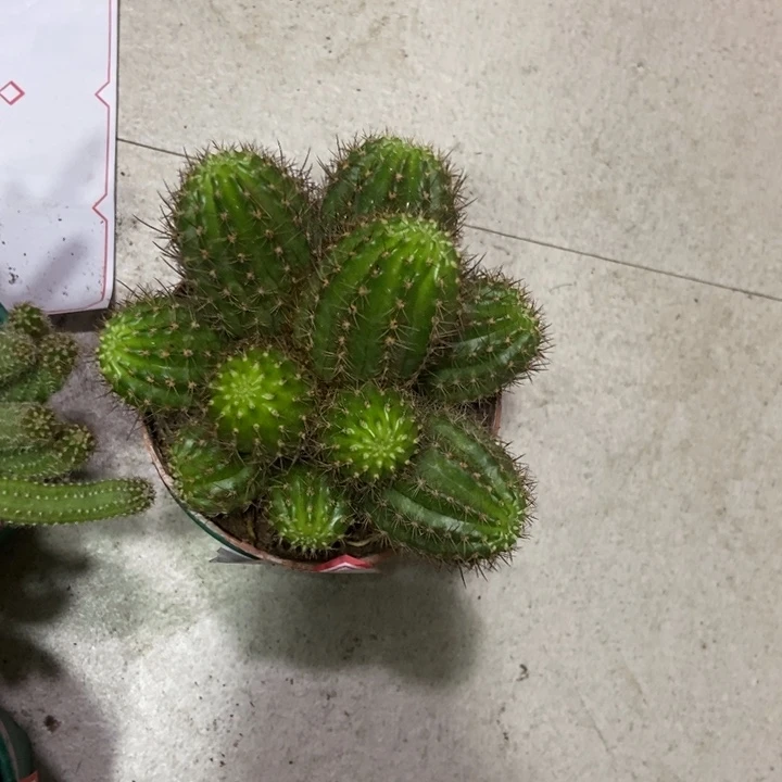 冰**王仙人球大白檀