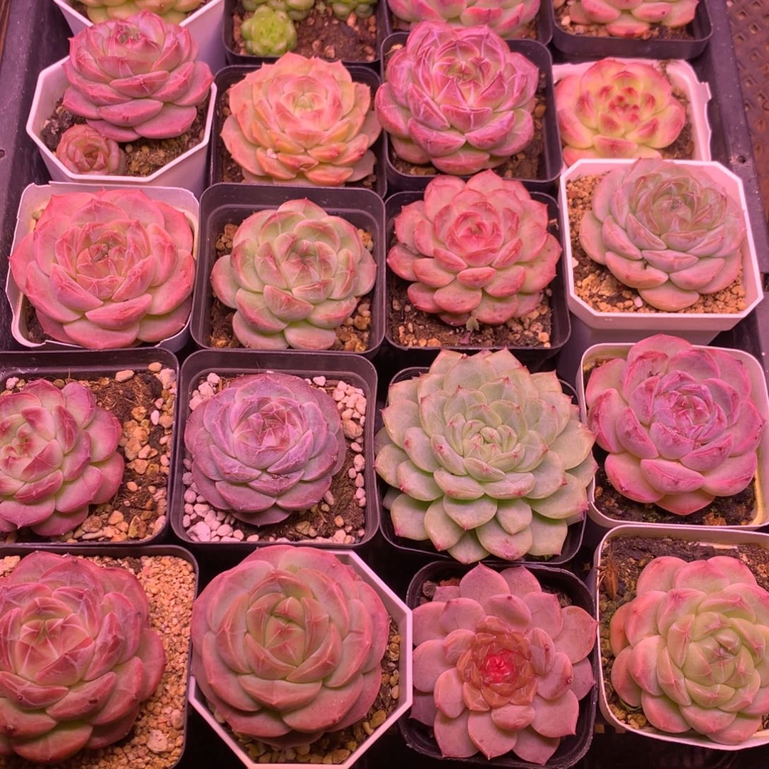 N***U懒羊羊一物一拍精品