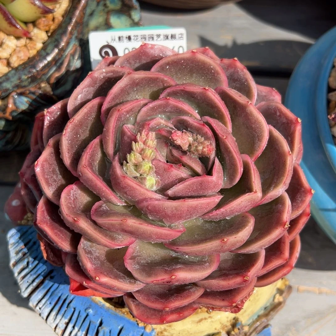 从前慢多肉精选编号0220.360