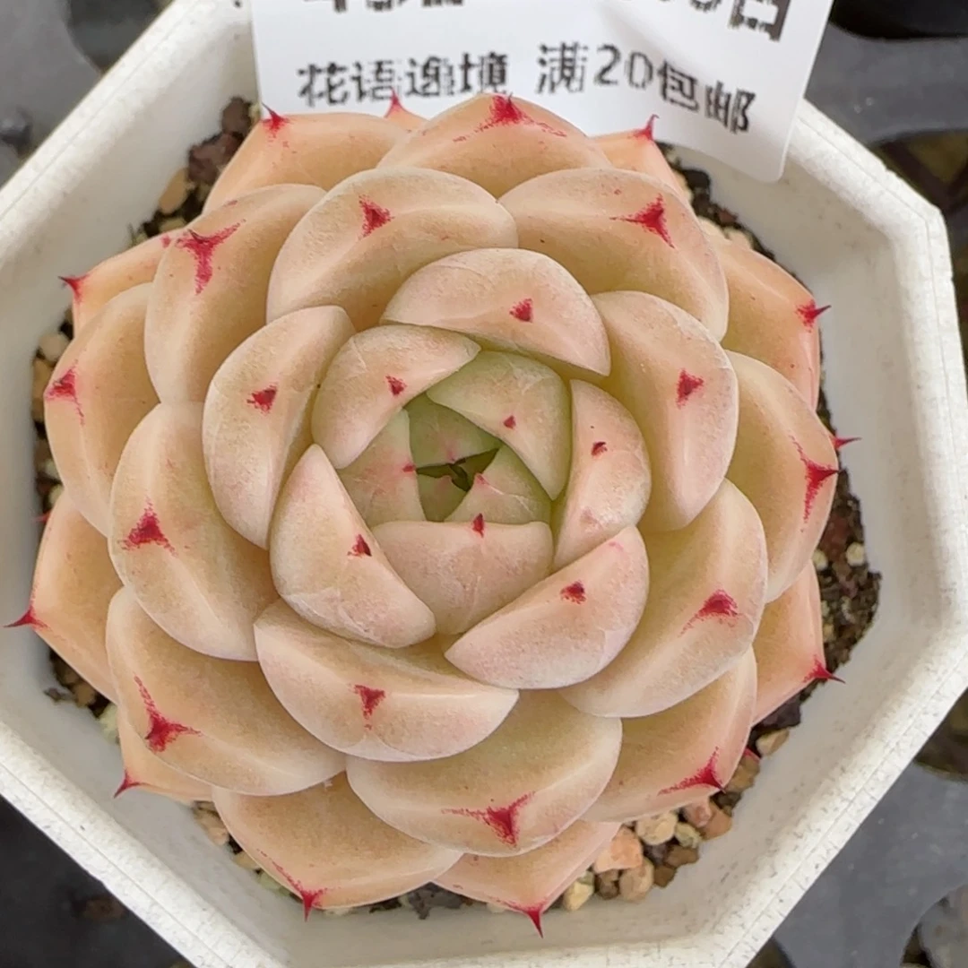 花语逸镜0203-432