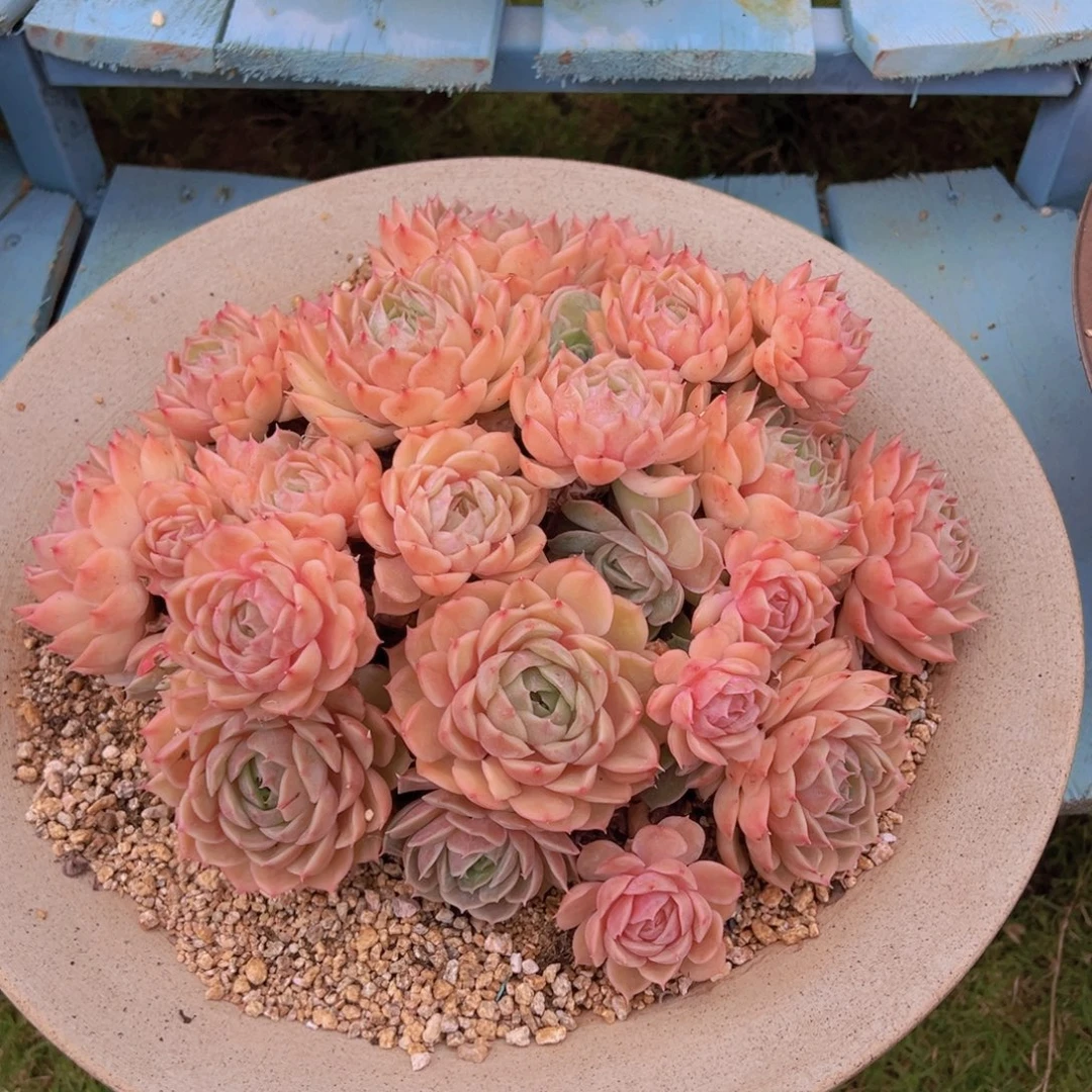 一物一拍多肉植物