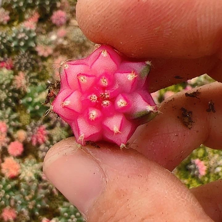 悠***然当前无花栽培后可以开花