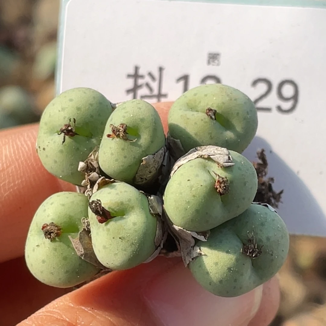 12-29奶油嘴多肉植物