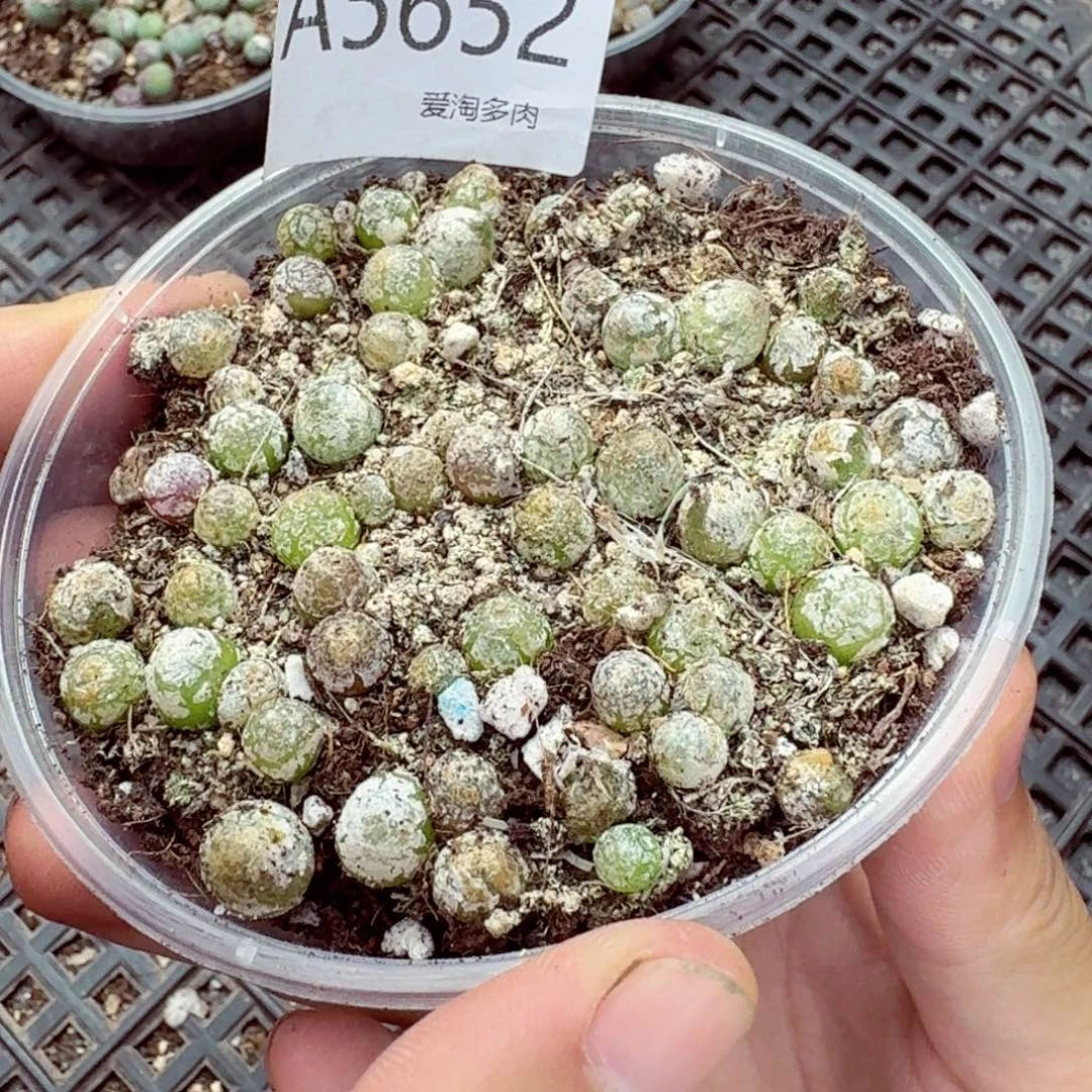 5652–生石花 生石花