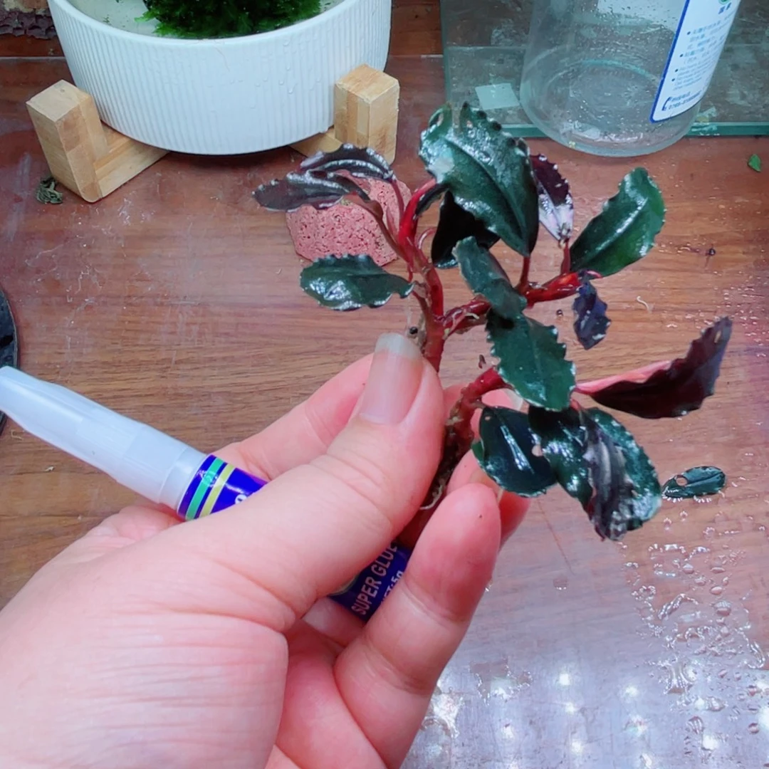 6***0黑精灵精品辣椒榕