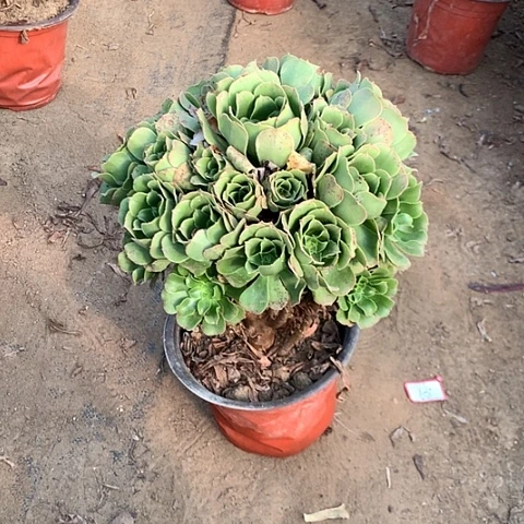 绿羊绒多肉植物法师23