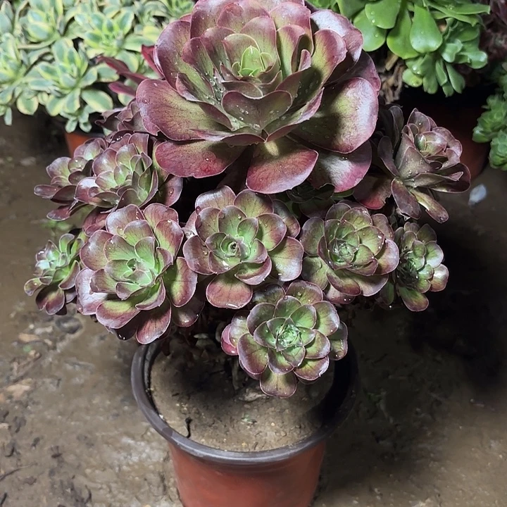 多肉植物法师魅金6