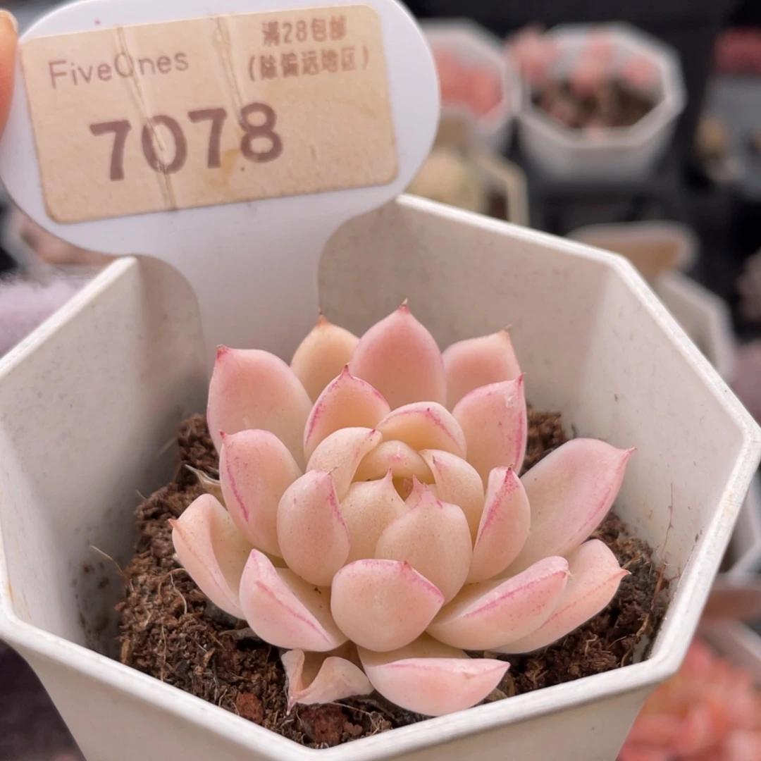 女王7078-4.5厘米