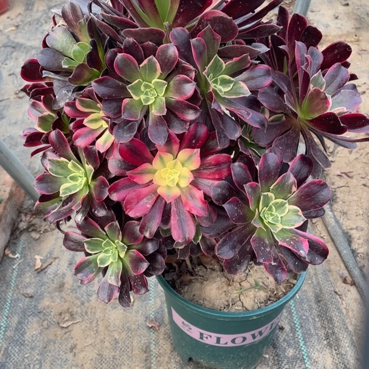 金丝雀多肉植物多肉多肉52