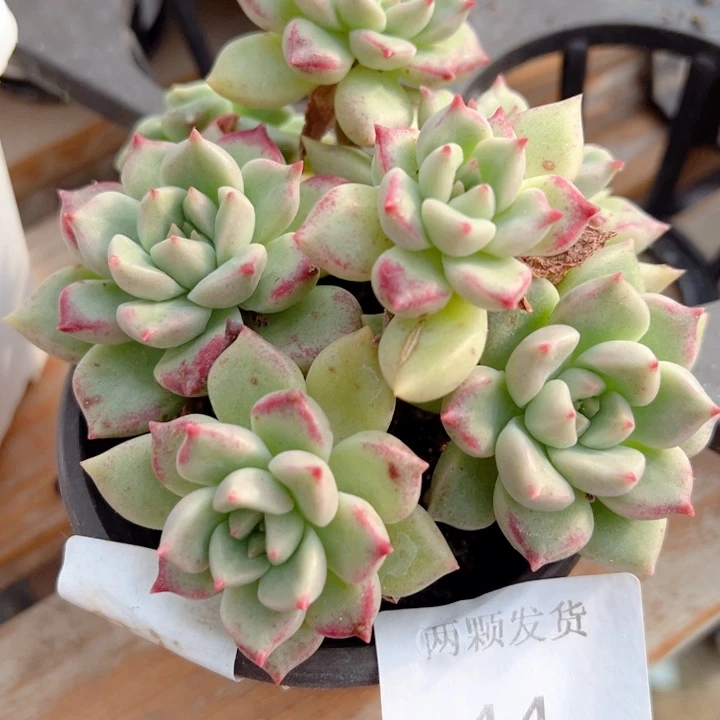 璀璨多肉植物44多肉