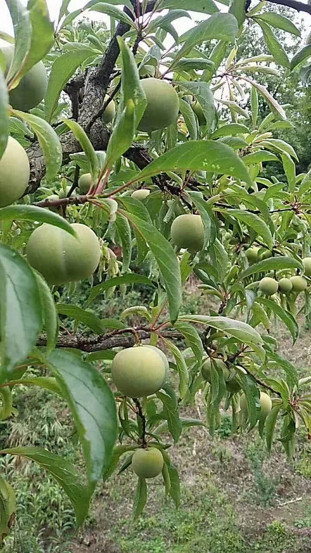 贵州六马正宗蜂糖李苗 六马直发