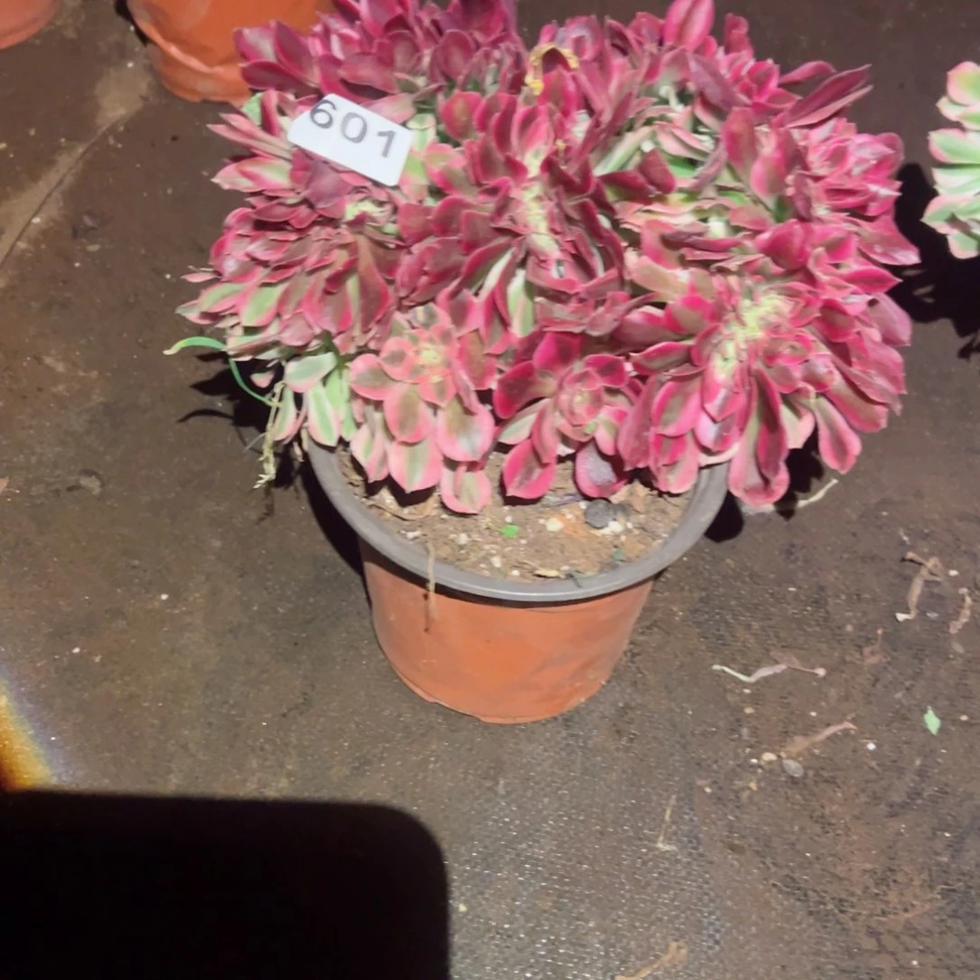 601 号多肉植物法师