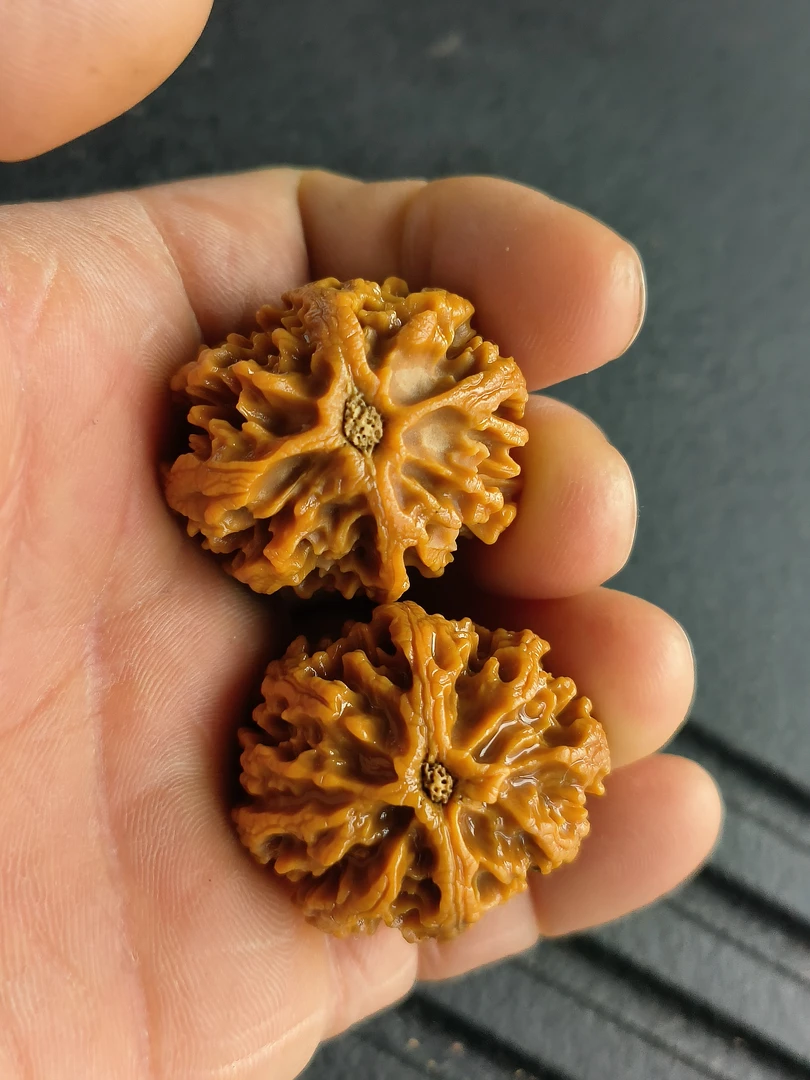 秦岭灯笼核桃野生小手捻＜雪花小八棱＞