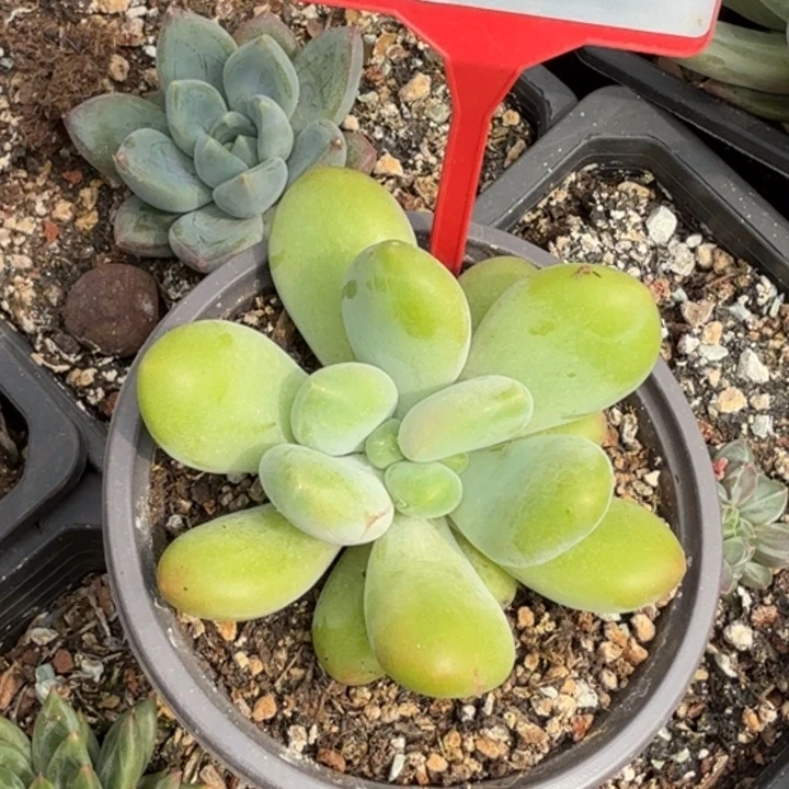 X系多肉植物755..