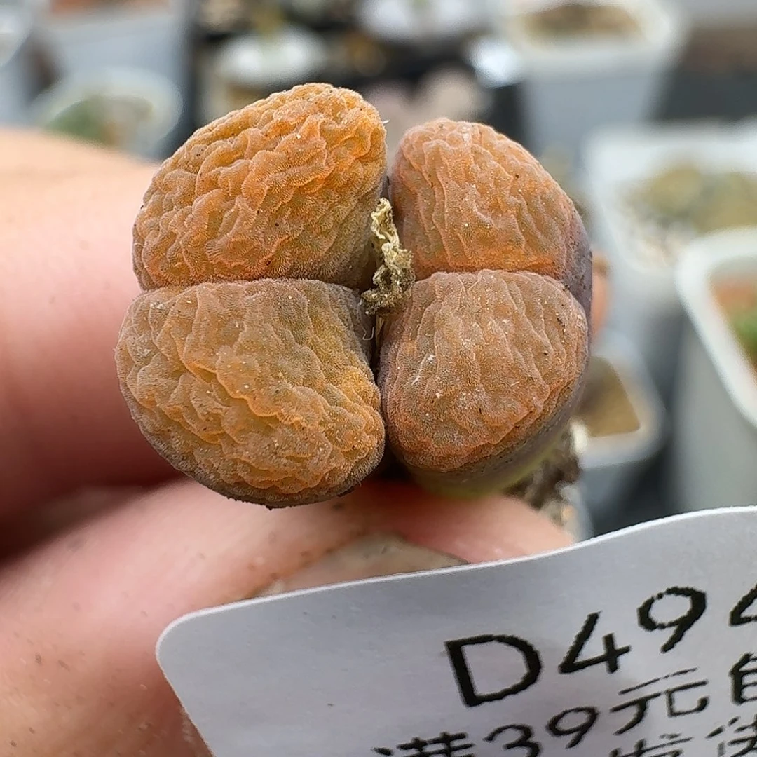494多肉哈哈哈哈哈哈