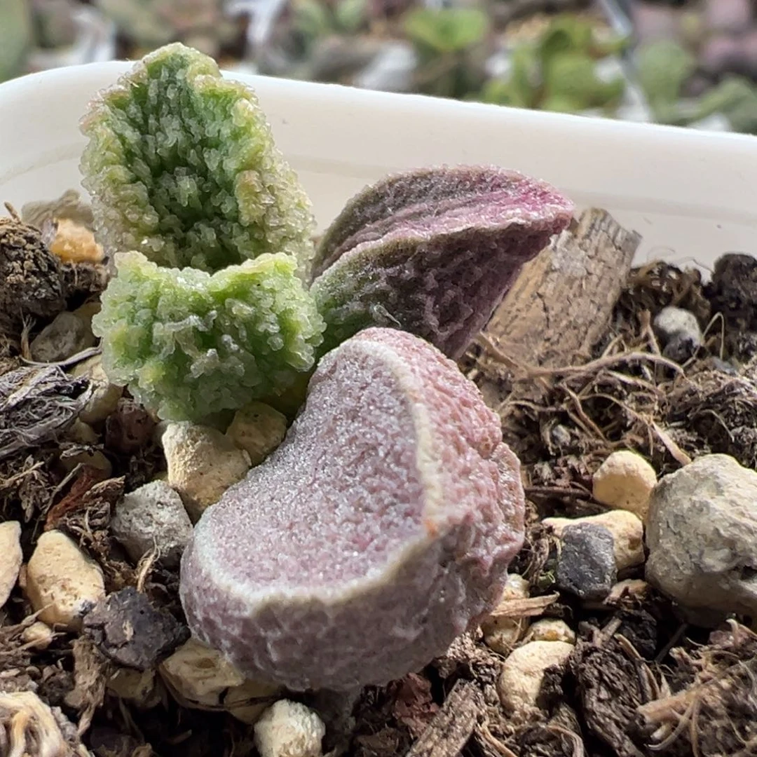 实生新品大苗多肉植物