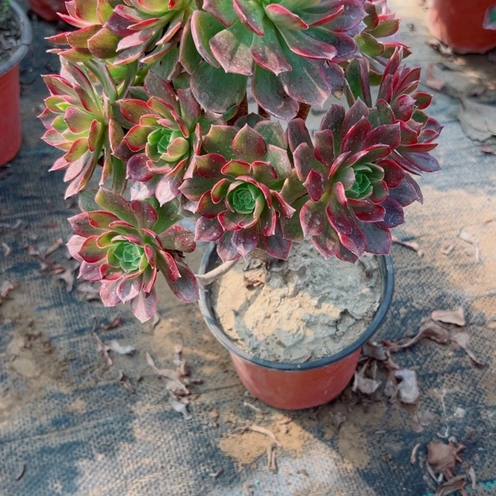 362万黄多肉植物妖桩