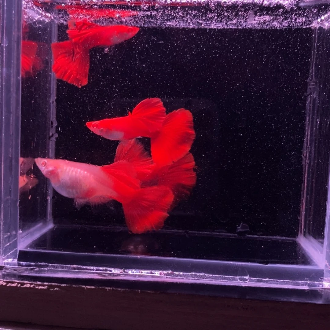 孔雀鱼精品血红两对