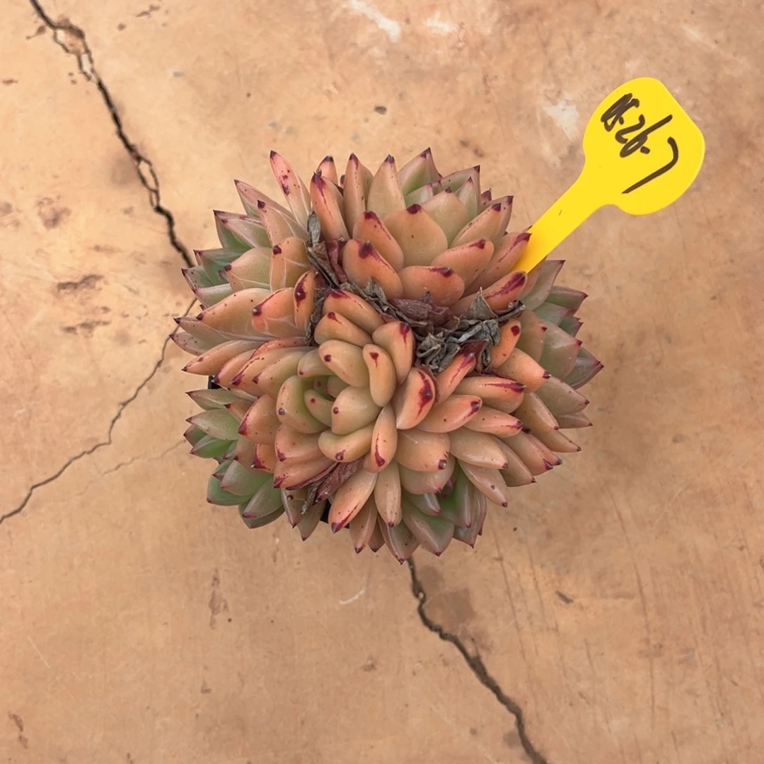 05-26-7东云群多肉植物