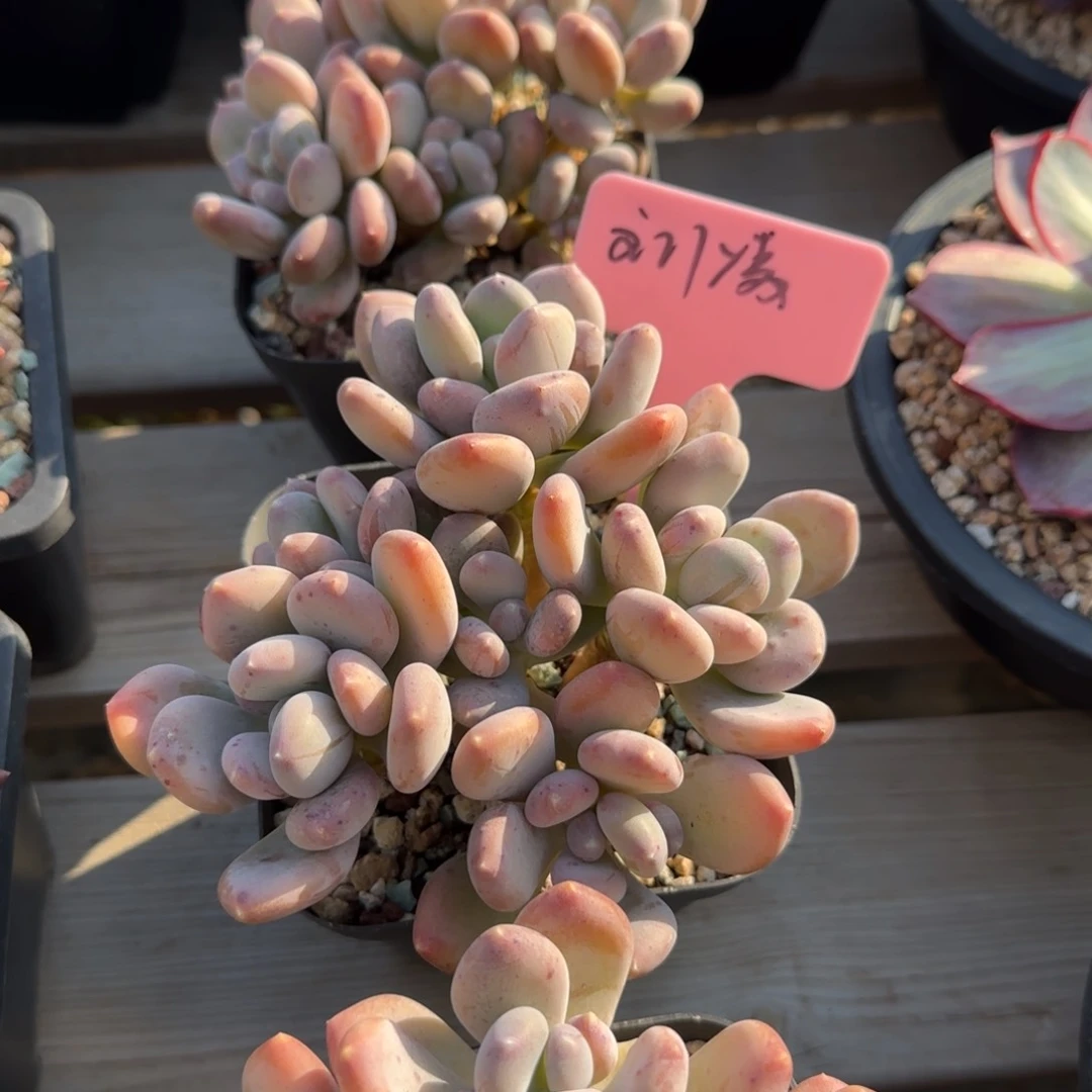 咖啡美人五十包邮