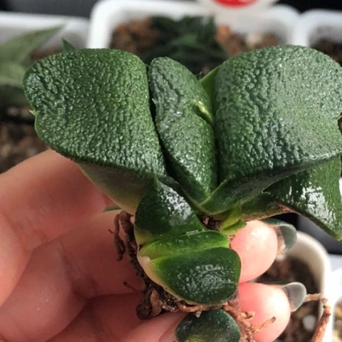 军配蜗牛母本带2侧牙一起哈哈