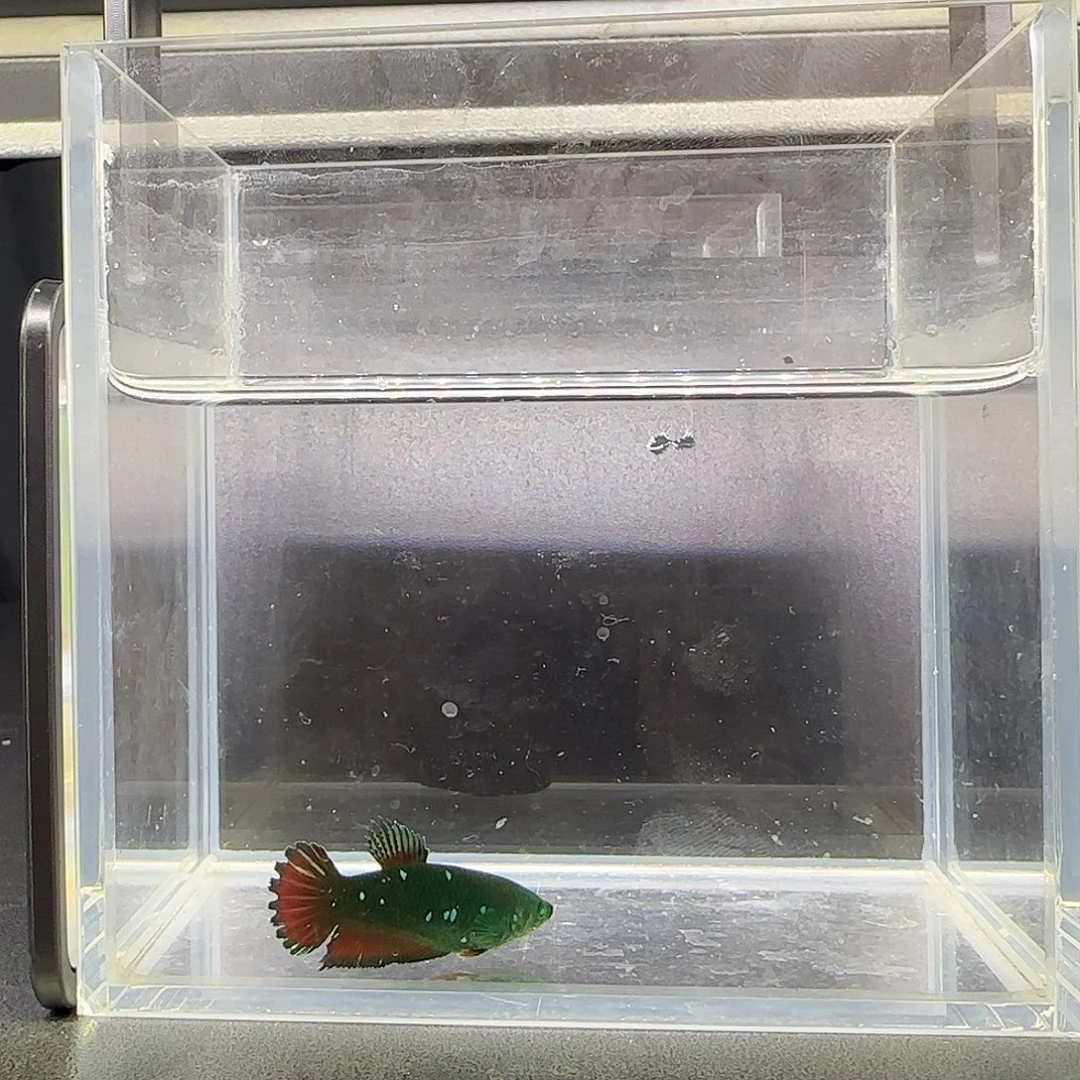 竞拍十二月十三日