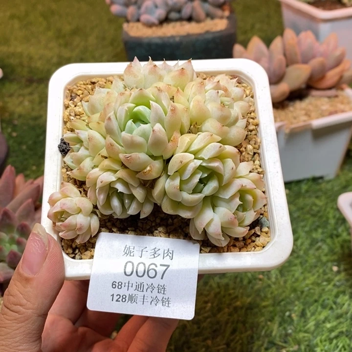 0067 不满68请拍冷链