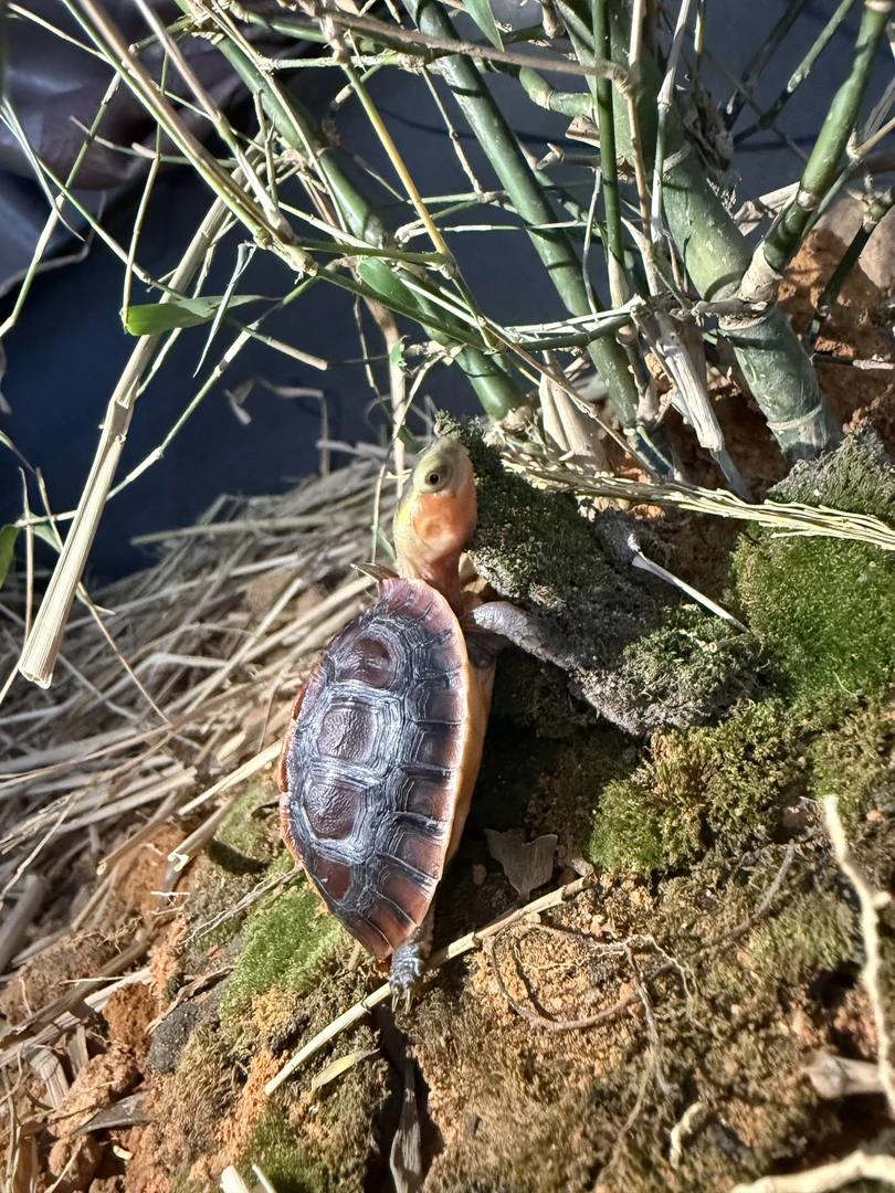 人工养殖黄缘龟安缘龟台缘龟浙缘龟观赏龟活体直播专用、单拍无效