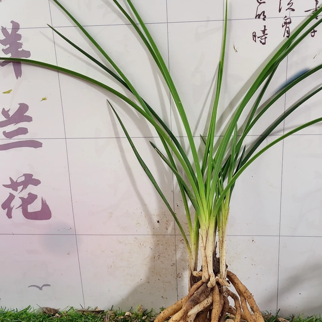 悠****完全开放兰花兰花