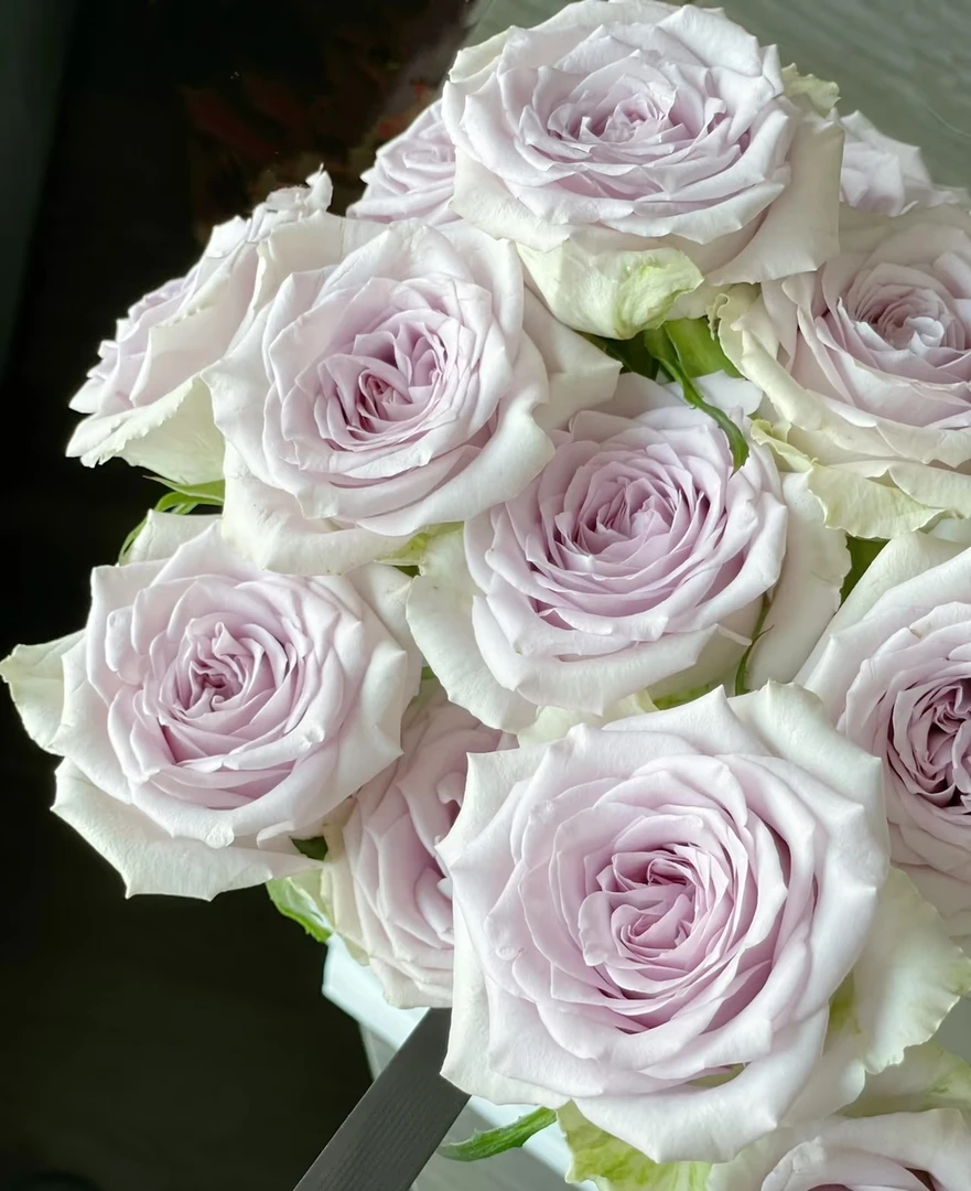 鲜花  海洋之谜单头玫瑰（无土栽培） L