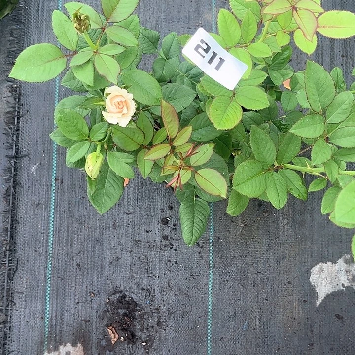*****无花朵苔丽雅211号。