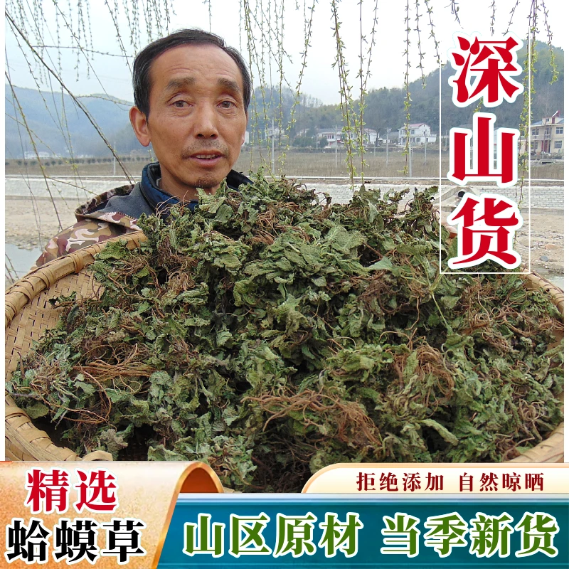 山区蛤蟆草干新货野外生长蟾蜍草雪见草癞青蛙草荔枝草无硫中药材