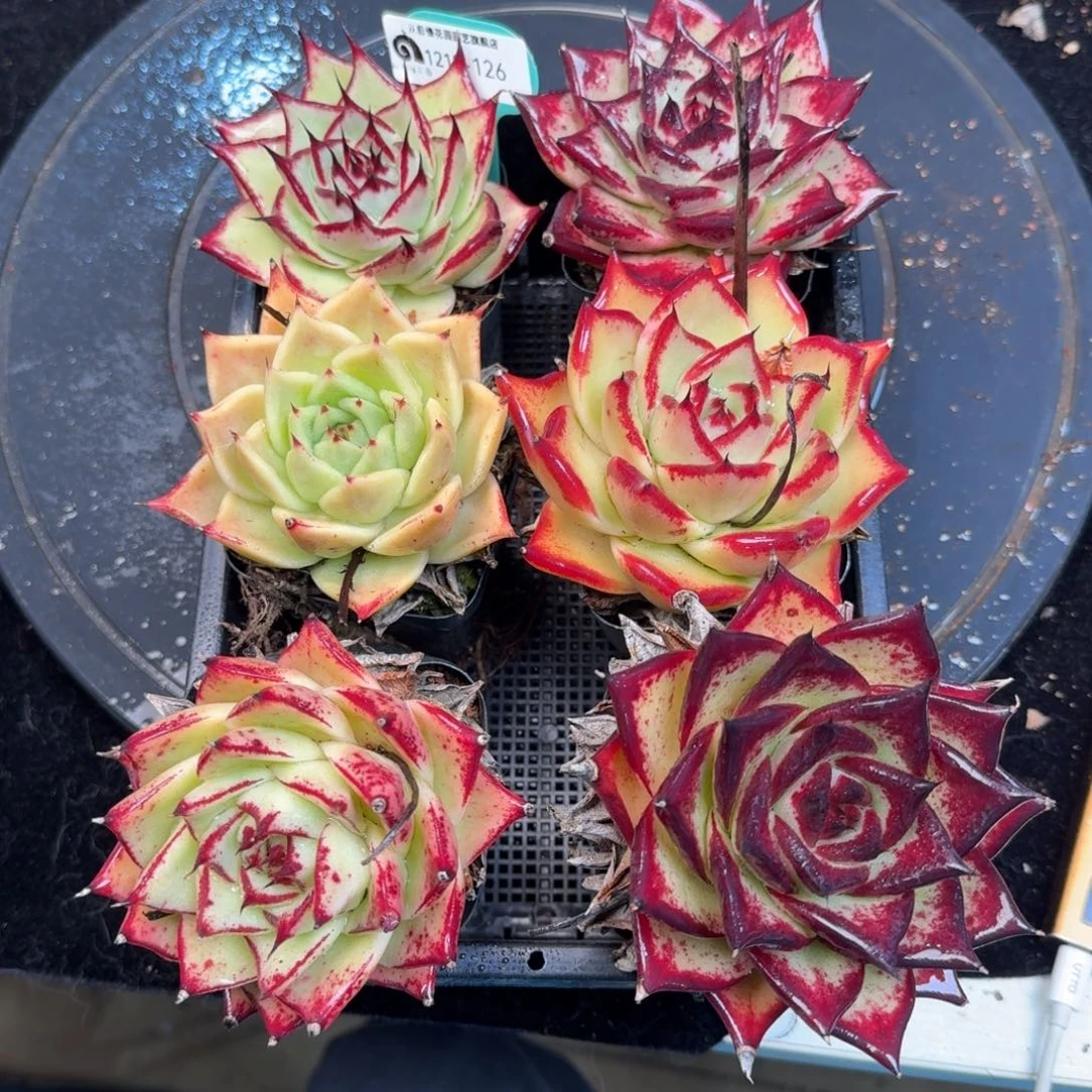 从前慢多肉精选编号1210.126